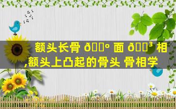 额头长骨 🐺 面 🐳 相,额头上凸起的骨头 骨相学